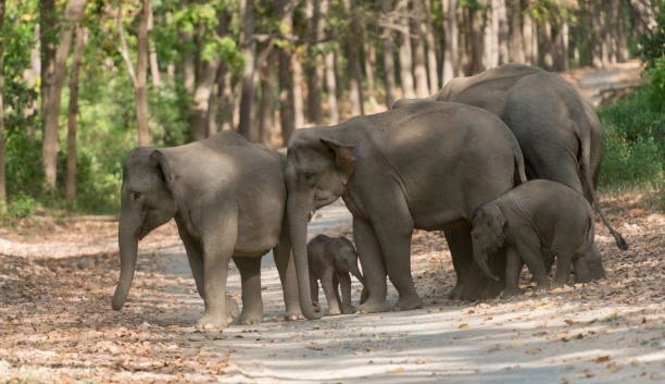elephant